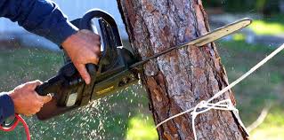 Best Leaf Removal  in Gridley, CA