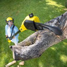 Best Lawn Disease Treatment  in Gridley, CA