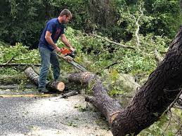 Seasonal Cleanup (Spring/Fall) in Gridley, CA