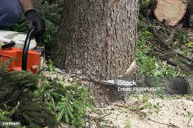 Best Firewood Processing and Delivery  in Gridley, CA