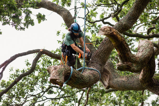 Best Arborist Consultation Services  in Gridley, CA