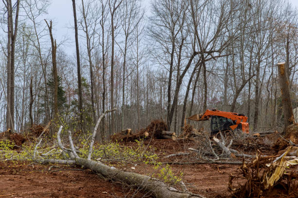Best Tree and Shrub Care  in Gridley, CA