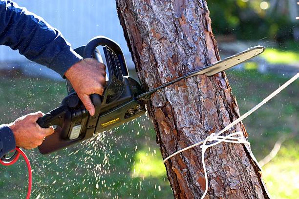 Best Tree Disease Treatment  in Gridley, CA