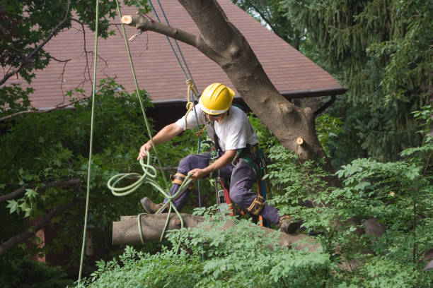 Best Tree Risk Assessment  in Gridley, CA