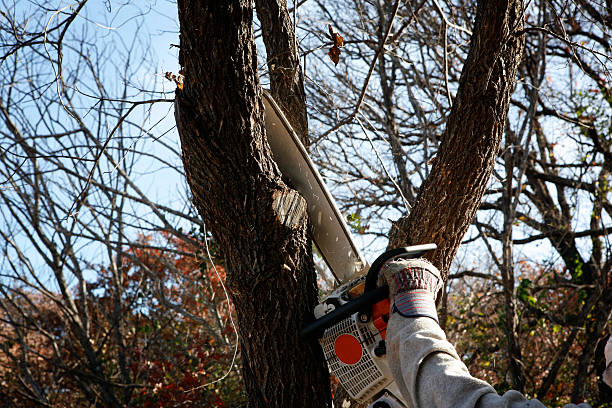 Best Utility Line Clearance  in Gridley, CA