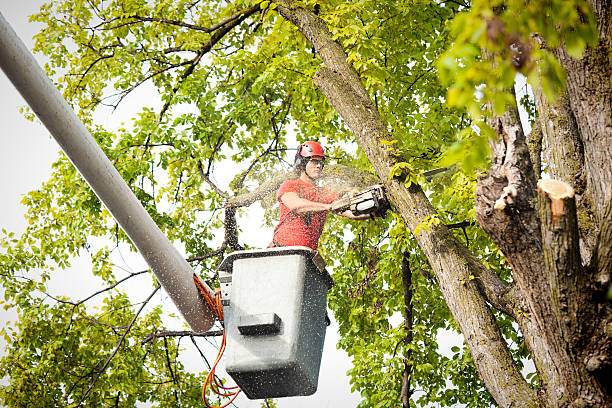 How Our Tree Care Process Works  in  Gridley, CA