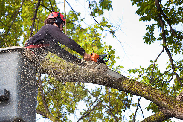  Gridley, CA Tree Care Pros