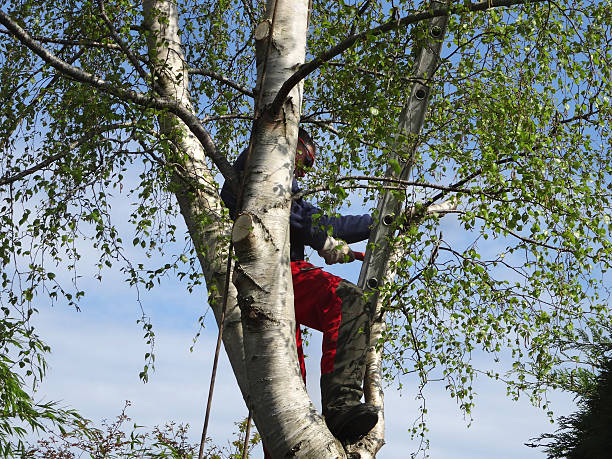 Best Tree Removal  in Gridley, CA