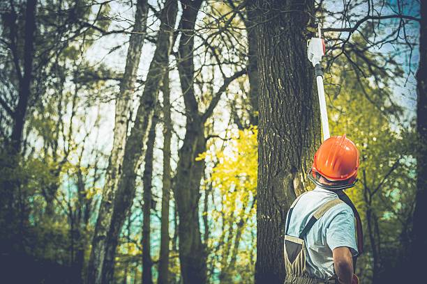 Best Root Management and Removal  in Gridley, CA