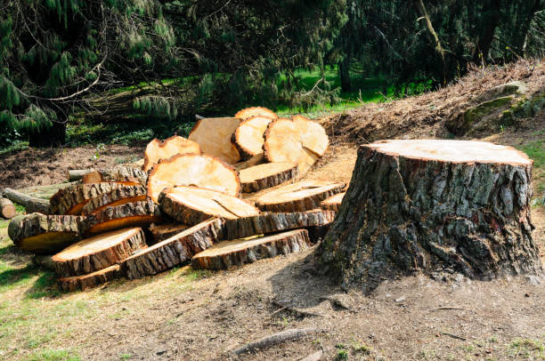 Best Seasonal Cleanup (Spring/Fall)  in Gridley, CA